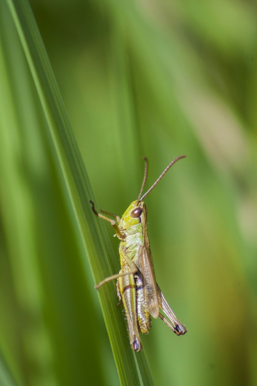 Selektive Fokusfotografie von grauen und grünen Grashüpfern auf grünem Blatt