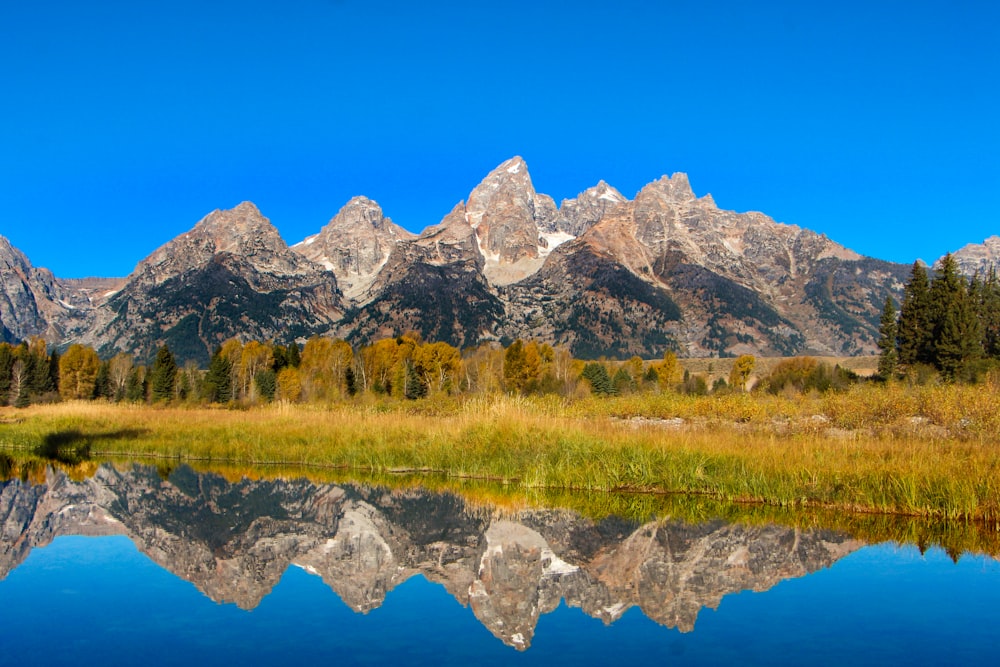 green trees and mountain