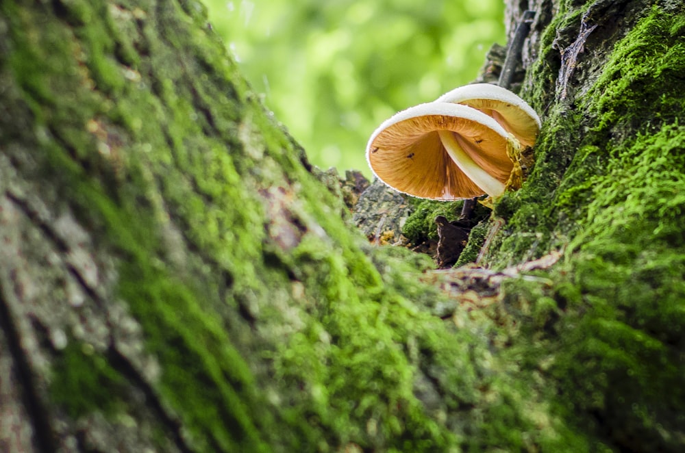 close-up photo of brown and white mushroom