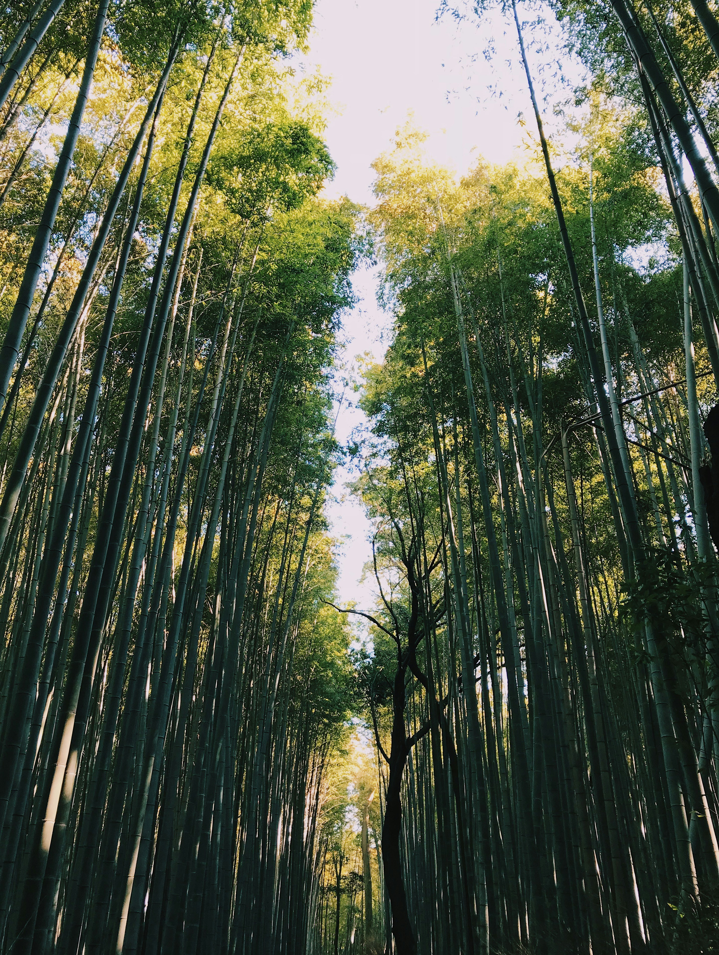 Bamboo’s Role in Combatting Climate Change How This Versatile Plant