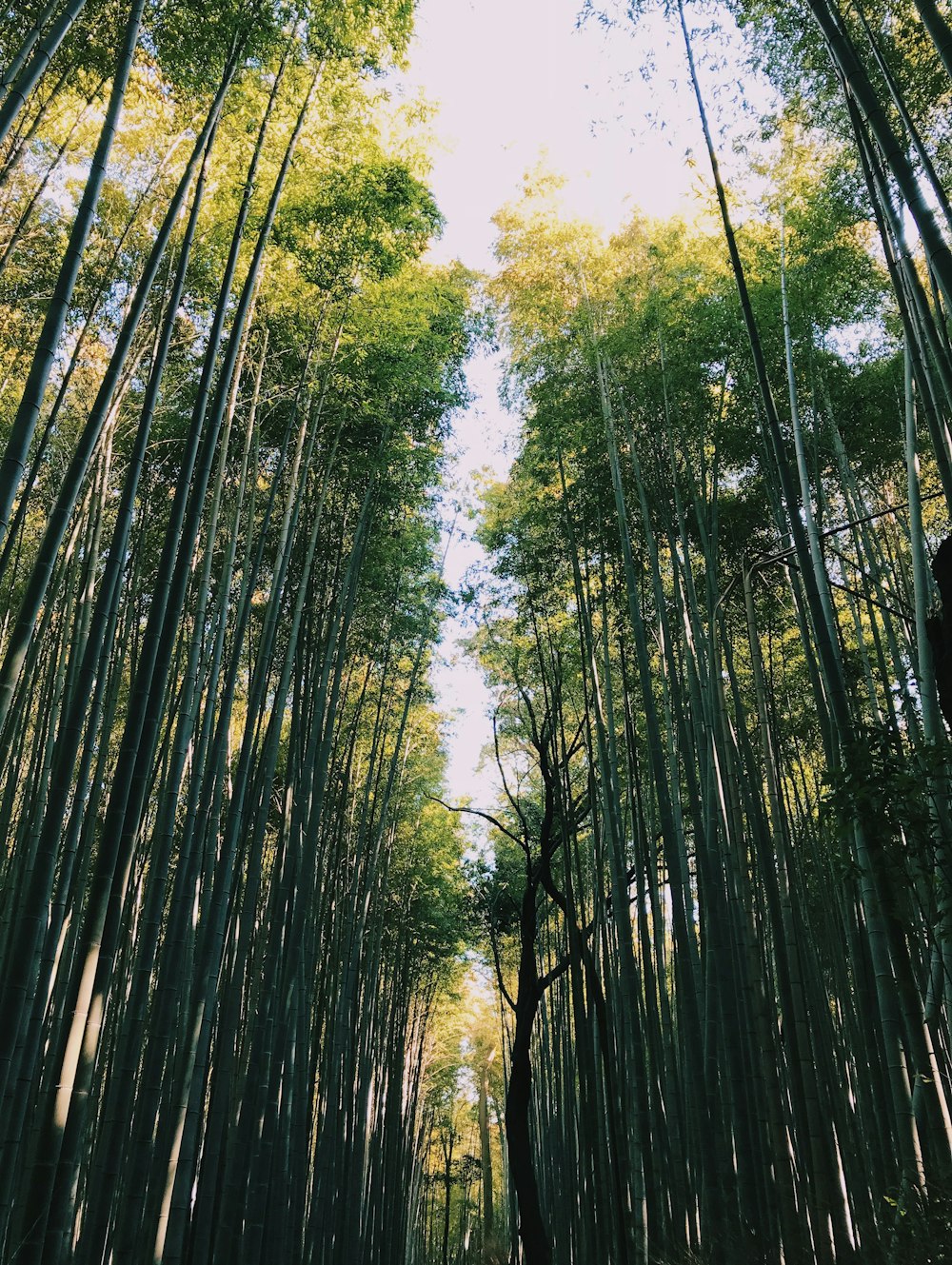 Fotografía de ángulo bajo de bambú