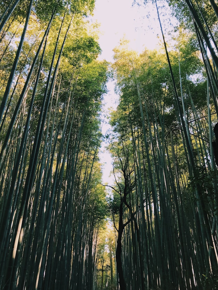 Bamboo Nature Facts