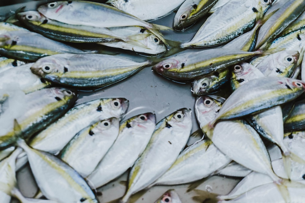 flock of fish on gray surface