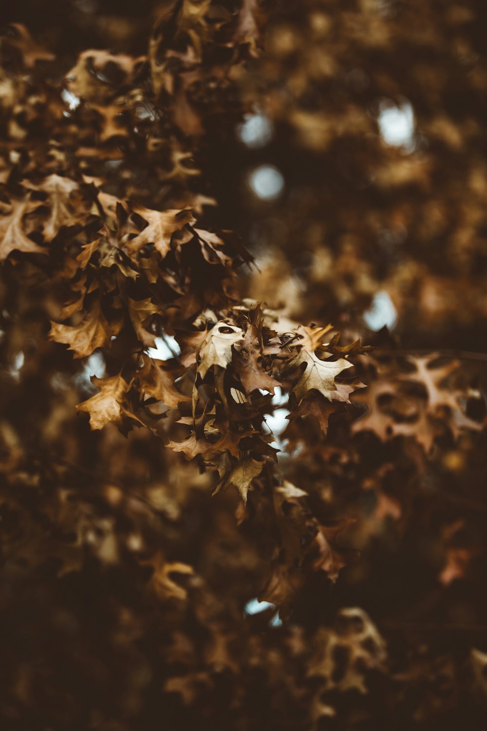 macro photography of green tree