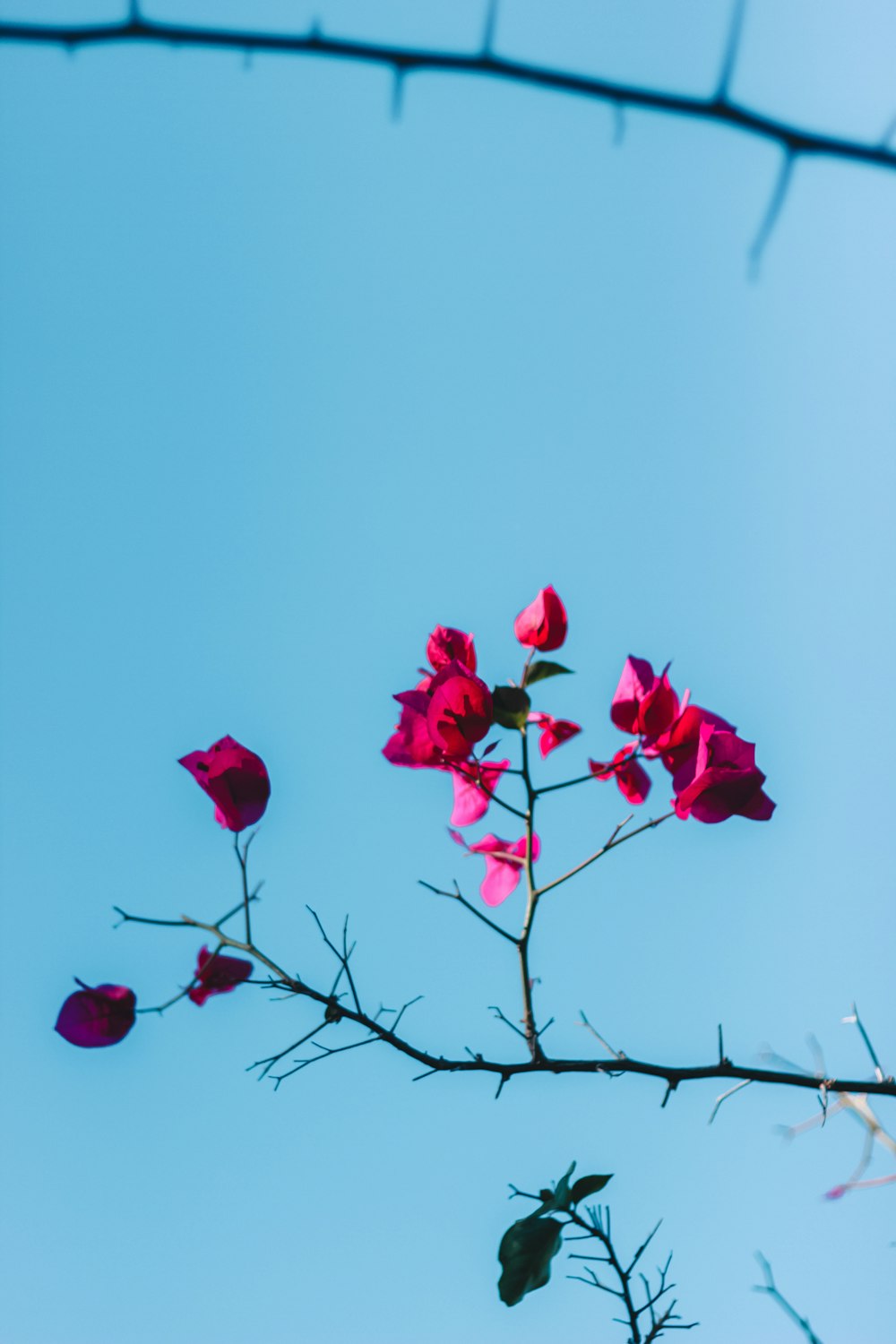 pink bougainvillea