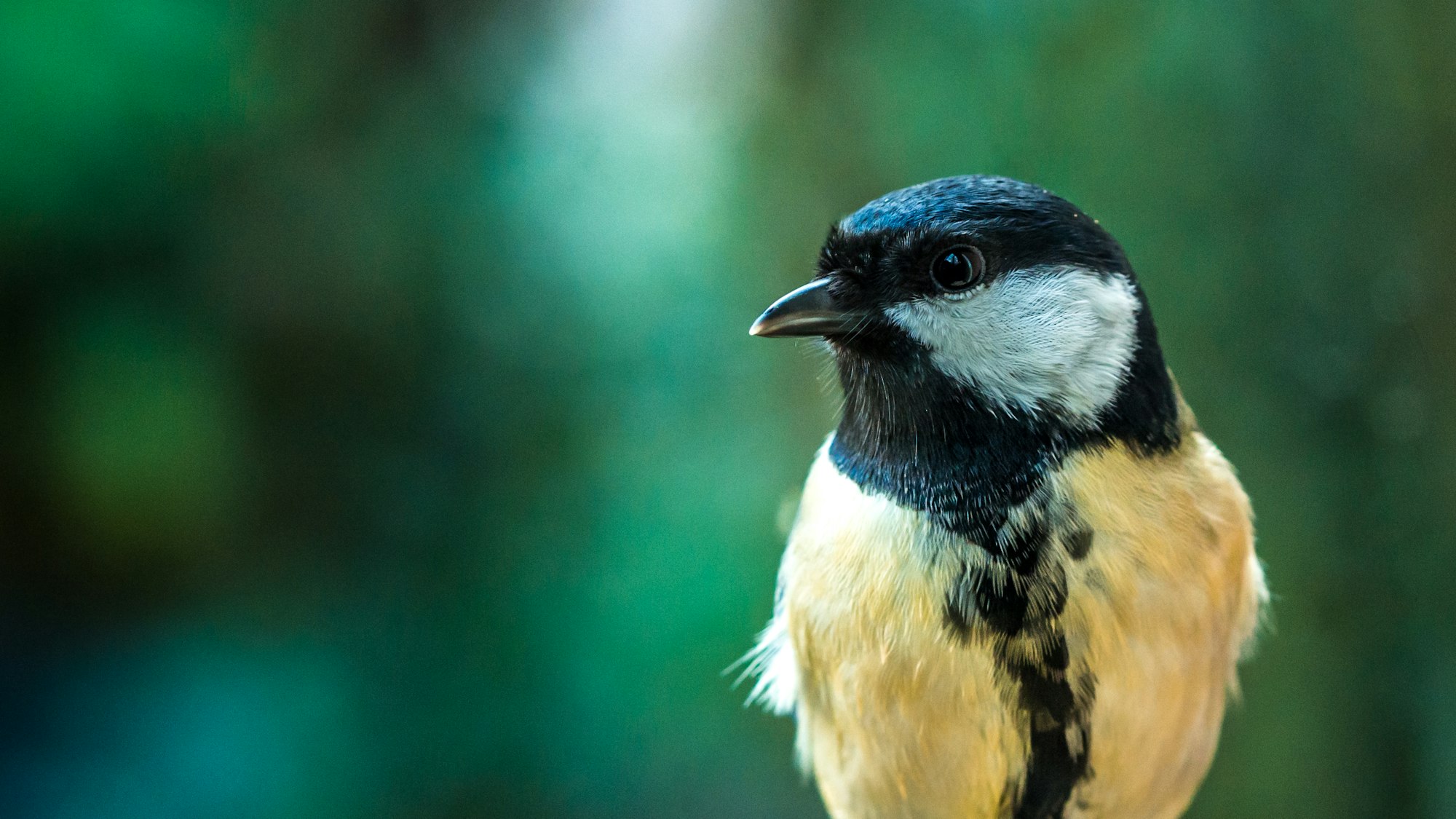 Geen extra sterfte door buxusmotbestrijding, wel veel pesticiden bij koolmezen