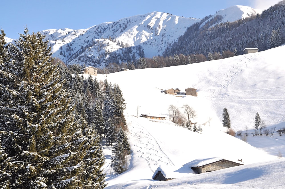 snow covered trees and mountains