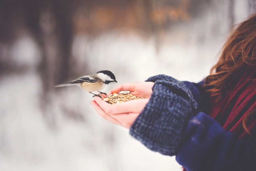 bird on woman hand with feeds