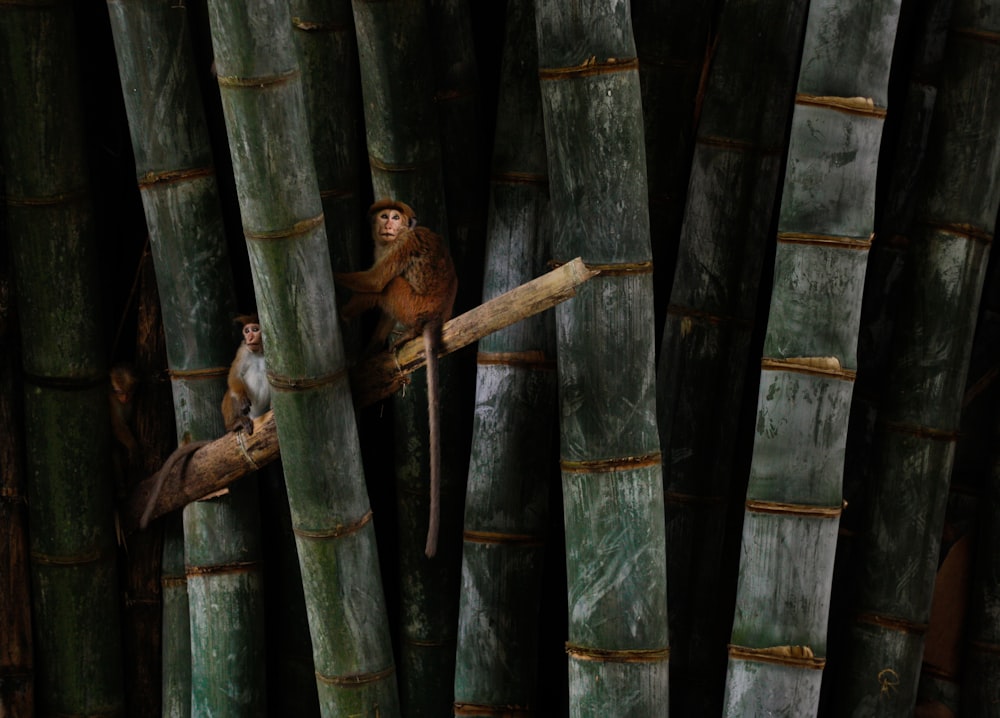monkey on bamboo illustration