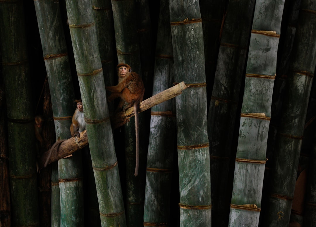 monkey on bamboo illustration