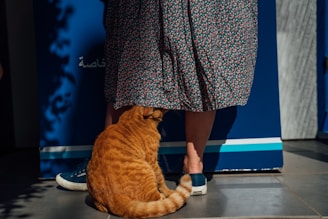 orange tabby cat under the skirt of woman