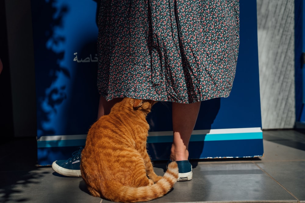 orange tabby cat under the skirt of woman