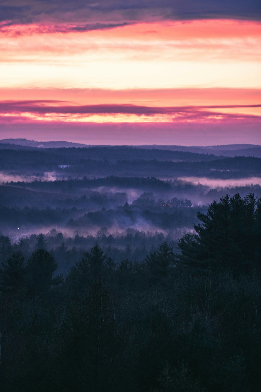 silhouette d’arbres