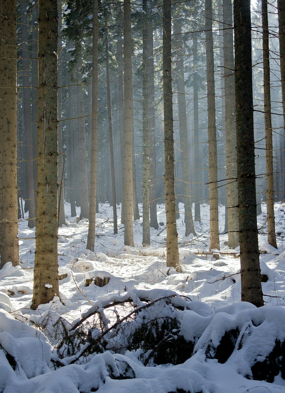 tall tress covered with snow