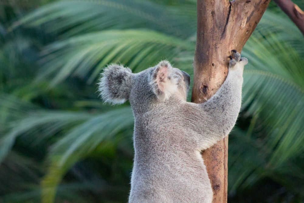 urso coala no tronco da árvore