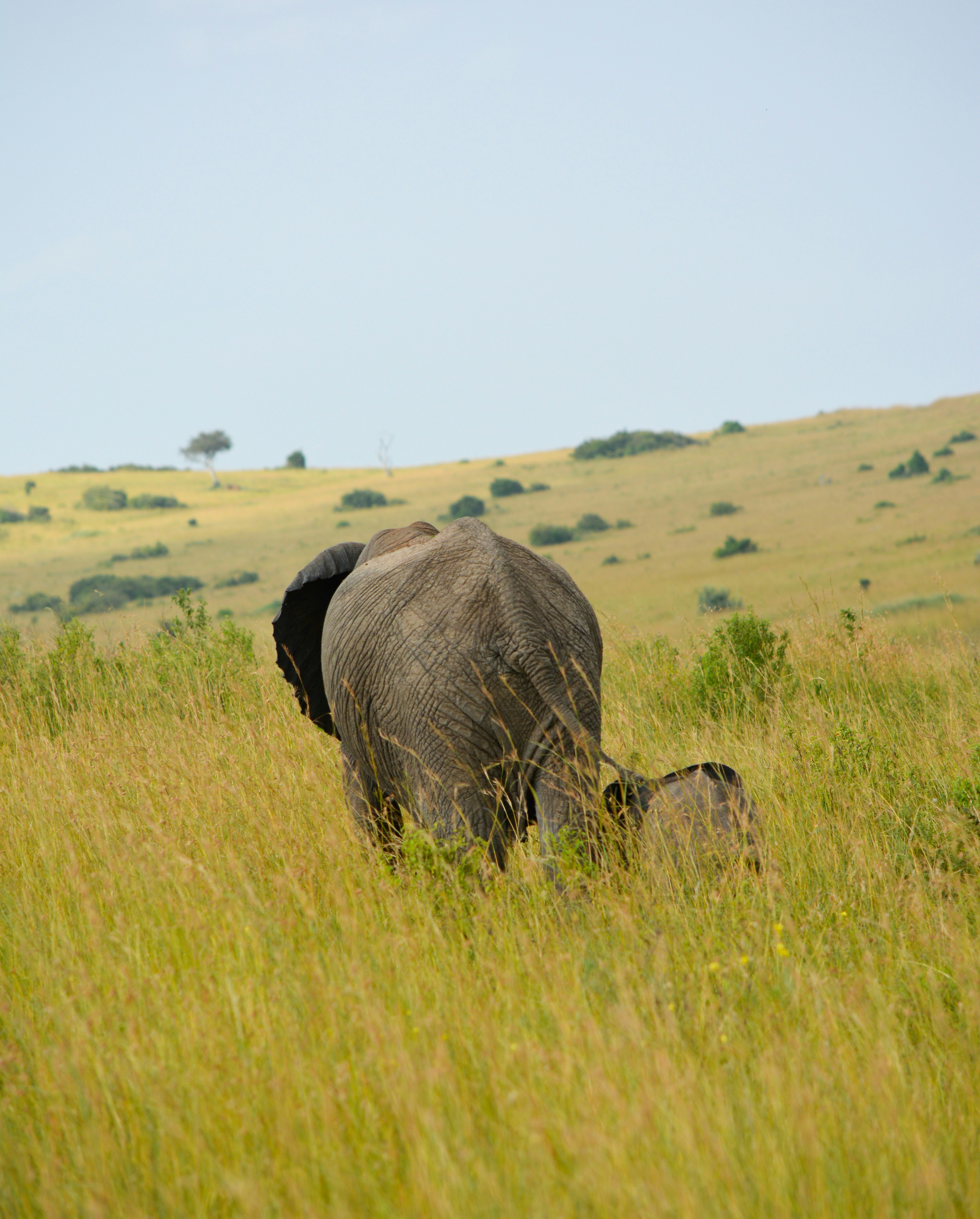 elephant mother and calf