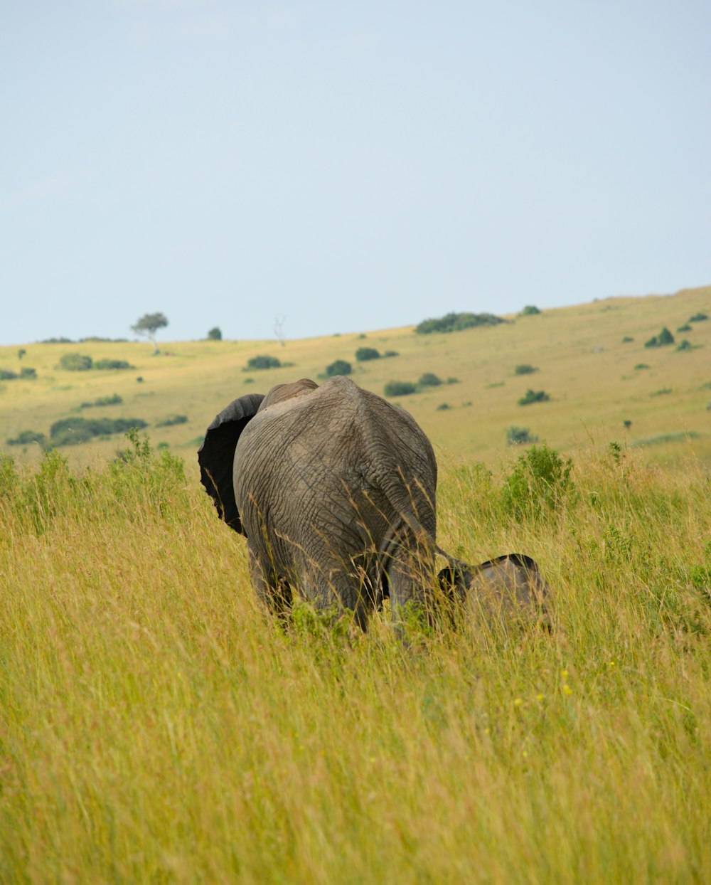 gray elephant and baby elephant in green field