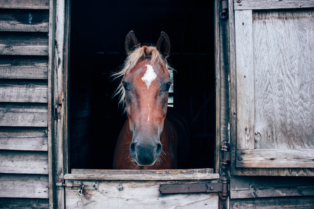 close-up photography of horse in barn