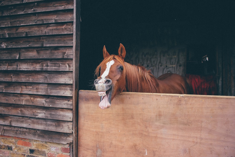 brown horse on cage