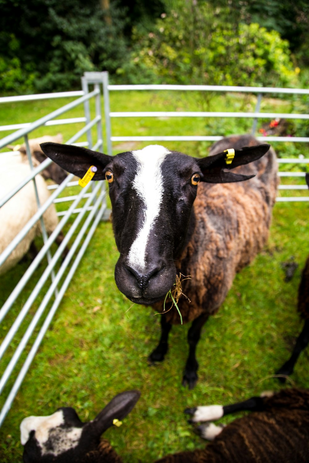 white and brown goats on cage