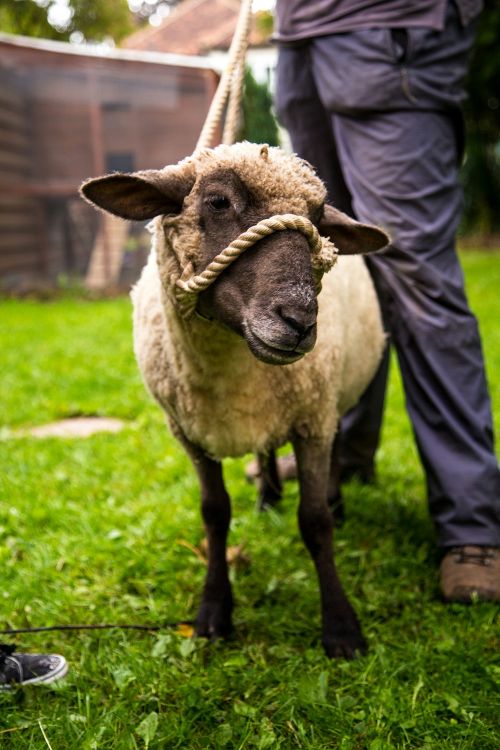 moutons blancs et noirs debout à côté de l’homme