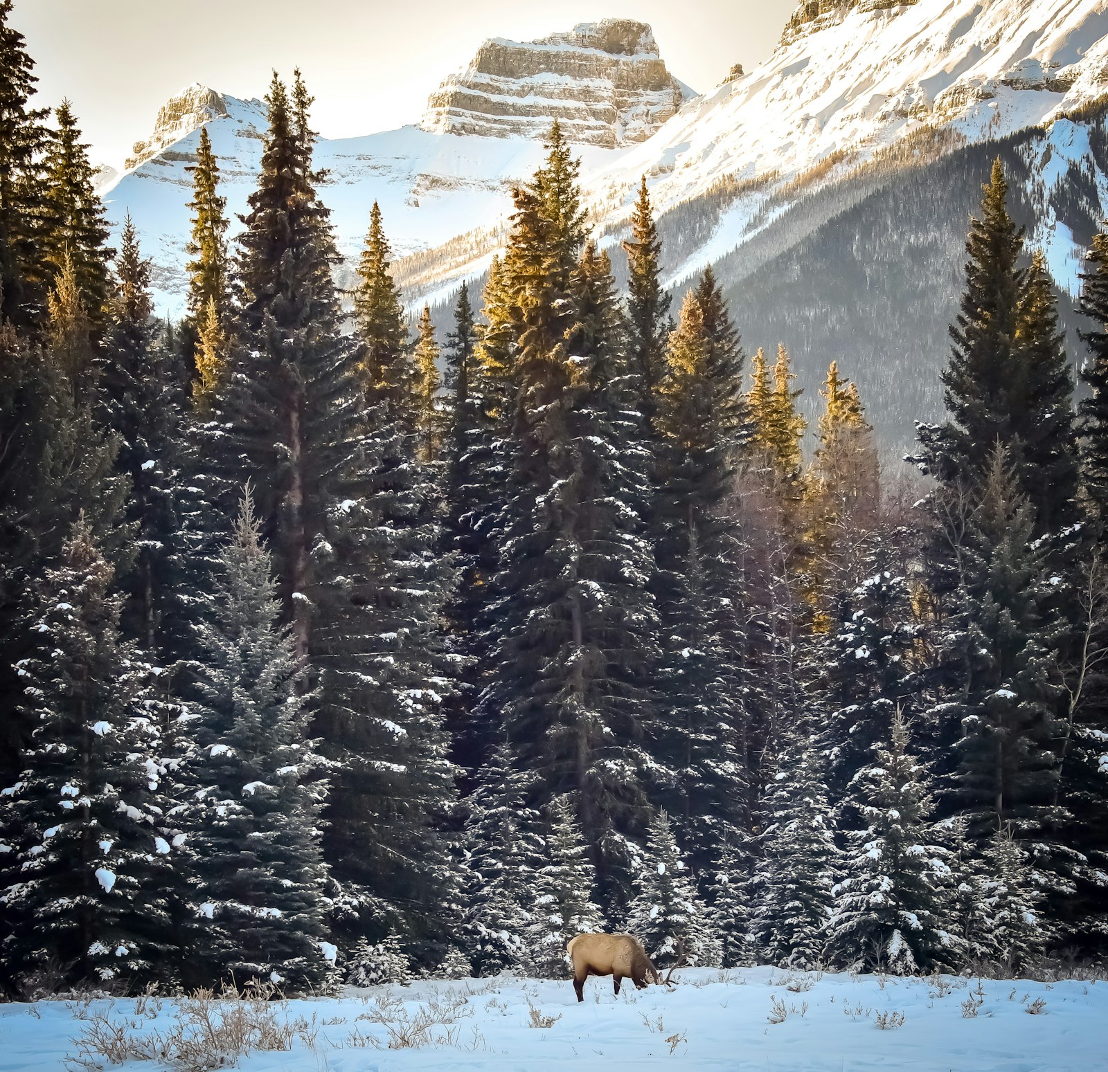 Nikon D750 + Nikon AF-S Nikkor 28-300mm F3.5-5.6G ED VR sample photo. Moose standing near trees photography