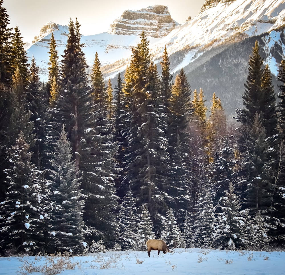 moose standing near trees