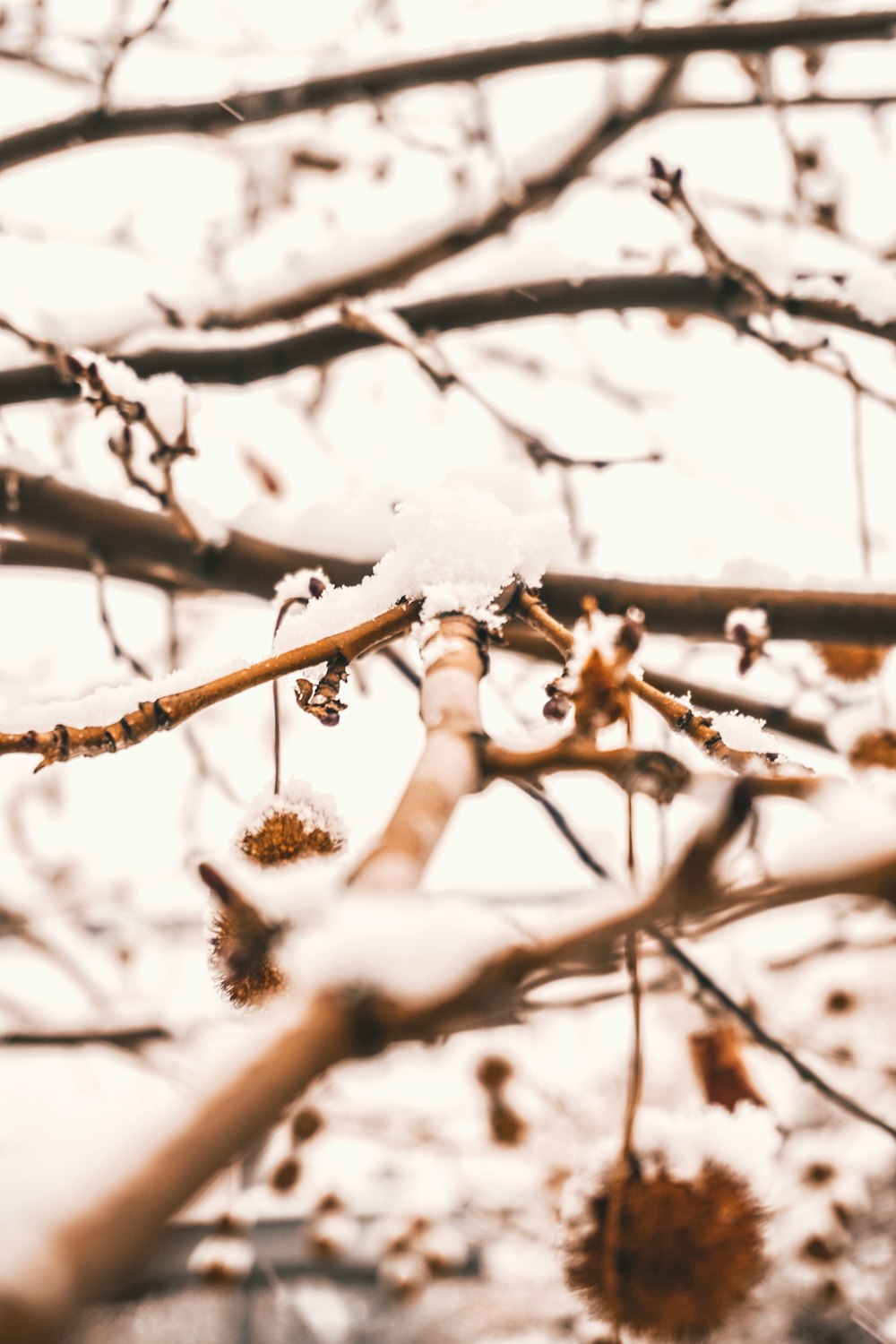 selective focus photography of branch