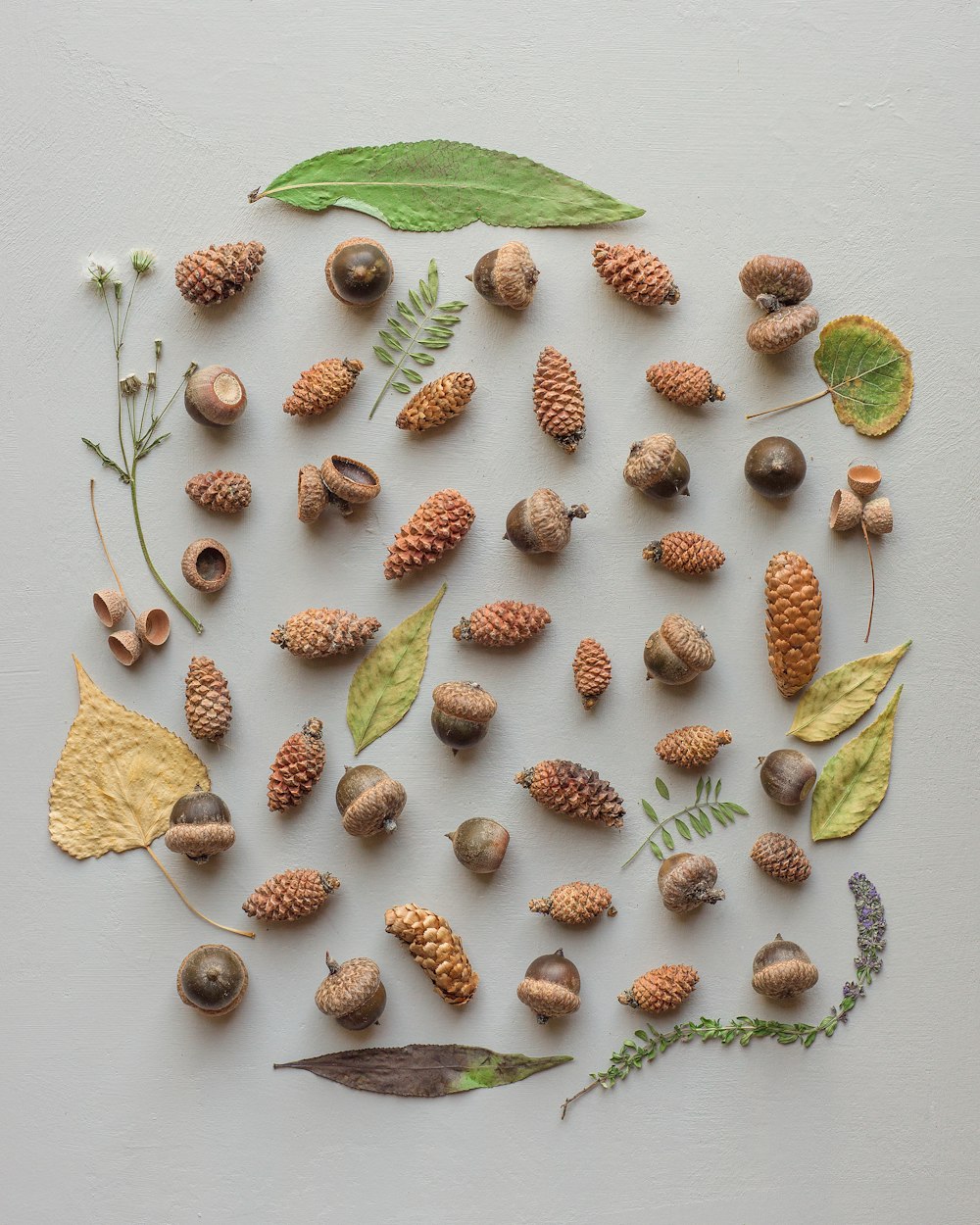 acorn nut in flatlay photography