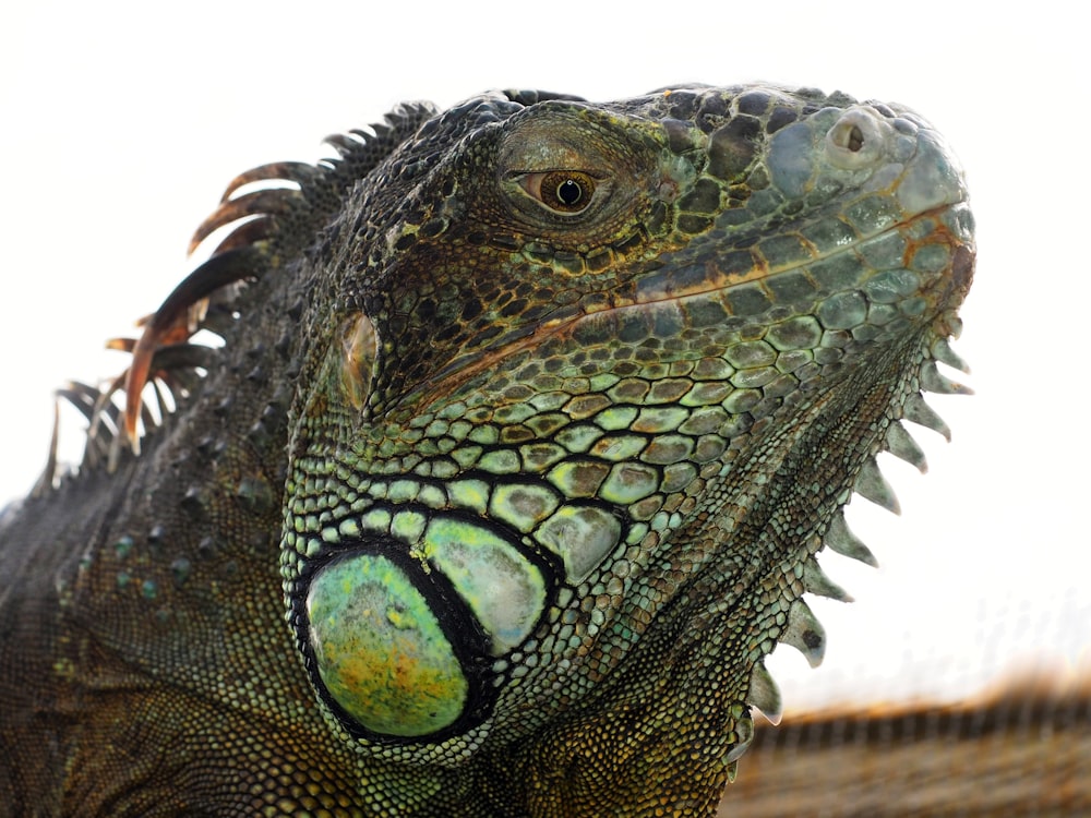 fotografia ravvicinata dell'iguana