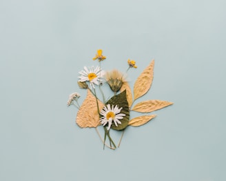 white daisy flowers illustration