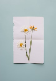 white and yellow daisy flowers handmade card