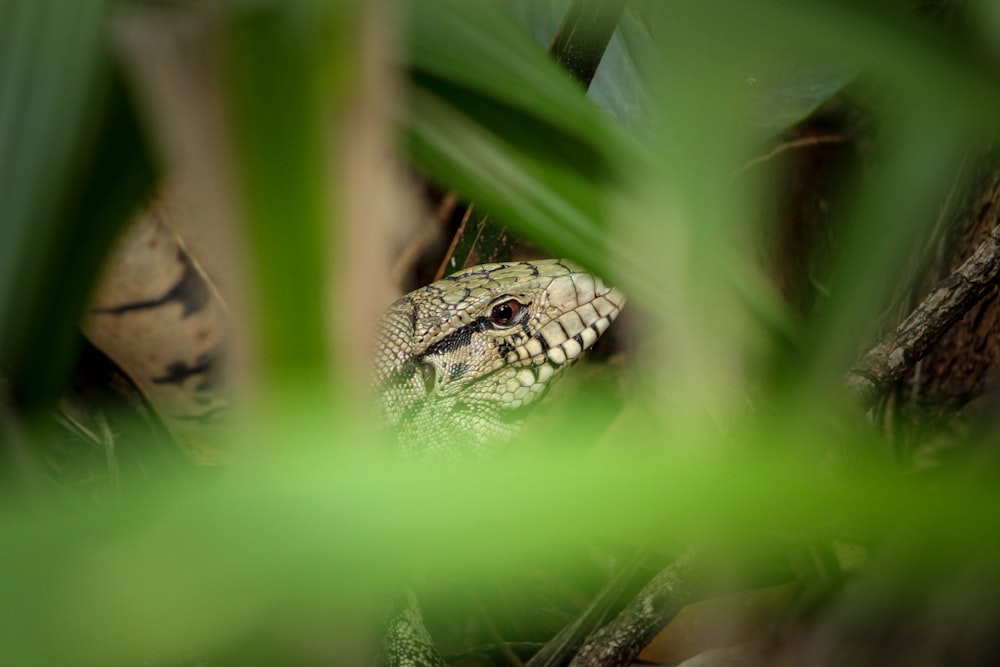 selective focus photography of lizard