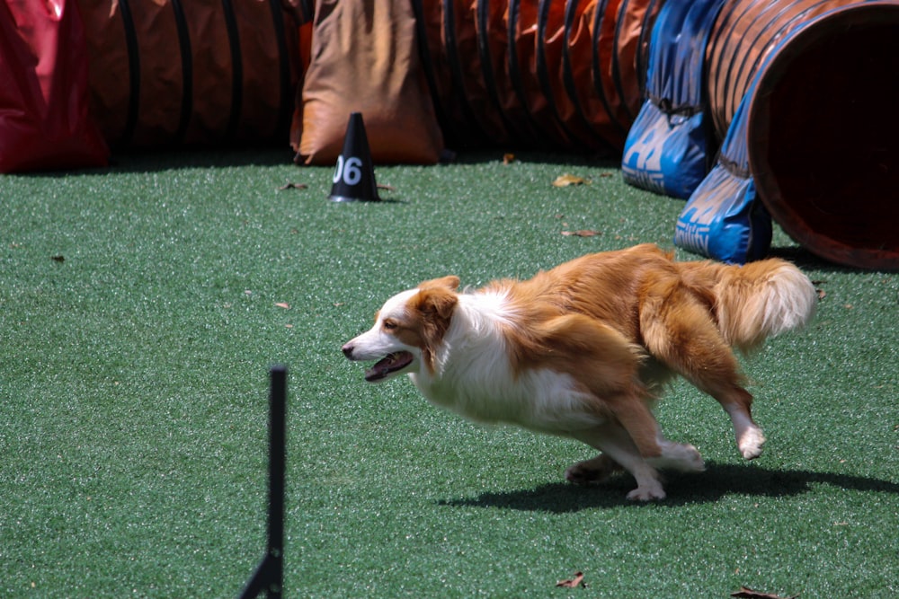 Border collie beige et blanc en cours d’exécution