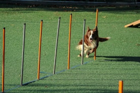 A brown and white dog is energetically weaving through a series of upright poles arranged on a green artificial turf. The poles are orange and gray, evenly spaced, and the dog appears focused and in motion as it participates in an agility course.