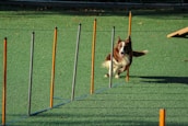 A brown and white dog is energetically weaving through a series of upright poles arranged on a green artificial turf. The poles are orange and gray, evenly spaced, and the dog appears focused and in motion as it participates in an agility course.