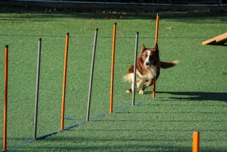 A brown and white dog is energetically weaving through a series of upright poles arranged on a green artificial turf. The poles are orange and gray, evenly spaced, and the dog appears focused and in motion as it participates in an agility course.
