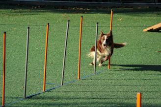 A brown and white dog is energetically weaving through a series of upright poles arranged on a green artificial turf. The poles are orange and gray, evenly spaced, and the dog appears focused and in motion as it participates in an agility course.
