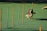 A brown and white dog is energetically weaving through a series of upright poles arranged on a green artificial turf. The poles are orange and gray, evenly spaced, and the dog appears focused and in motion as it participates in an agility course.