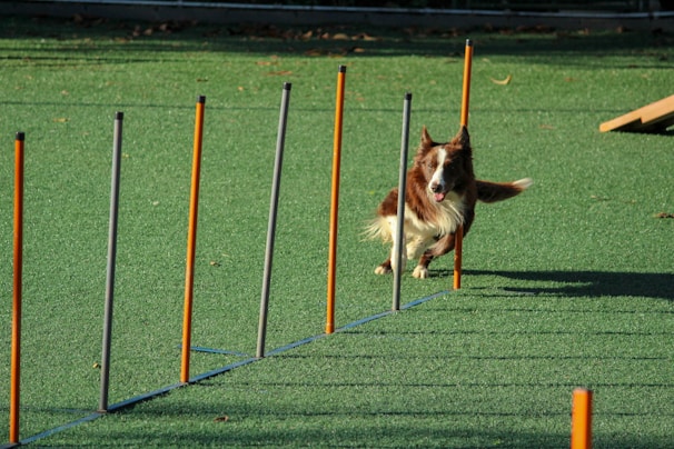 A brown and white dog is energetically weaving through a series of upright poles arranged on a green artificial turf. The poles are orange and gray, evenly spaced, and the dog appears focused and in motion as it participates in an agility course.