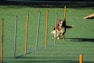 A brown and white dog is energetically weaving through a series of upright poles arranged on a green artificial turf. The poles are orange and gray, evenly spaced, and the dog appears focused and in motion as it participates in an agility course.