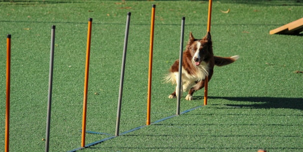 brown and white dog running through pole obstacles