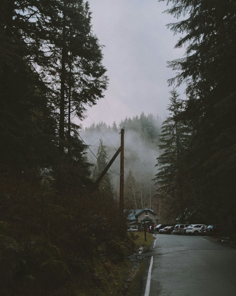 cars parked near tree