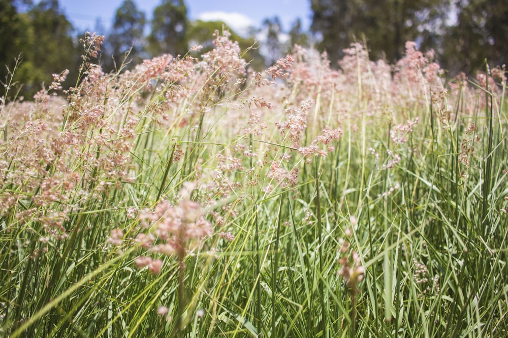 pink-petaled flowers selective focus photography