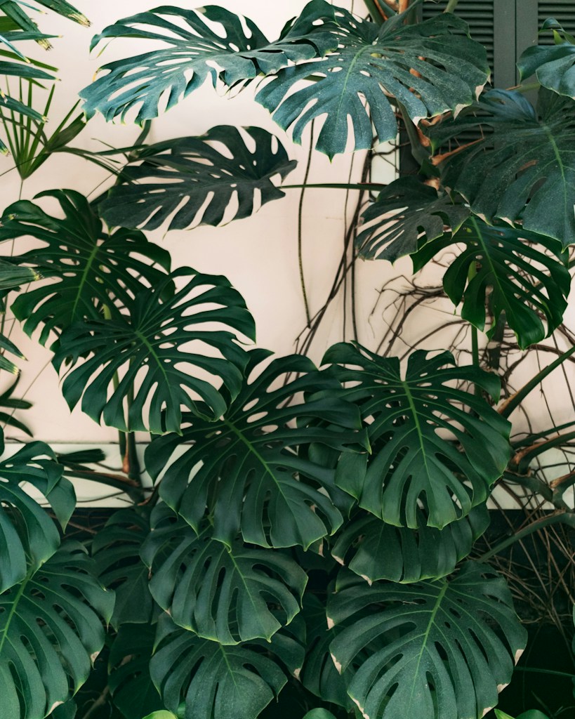 Monstera Delights