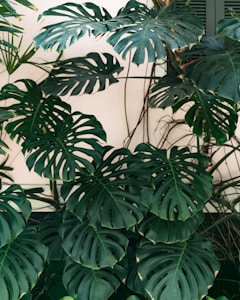 Monstera Delights