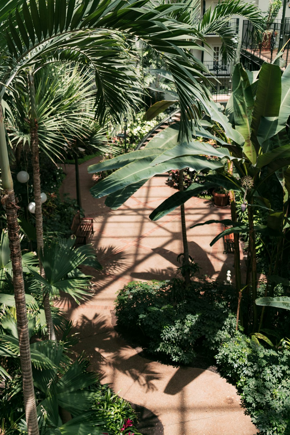 green palm and banana plants