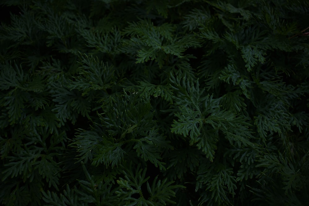 green leafed tree in closeup photography