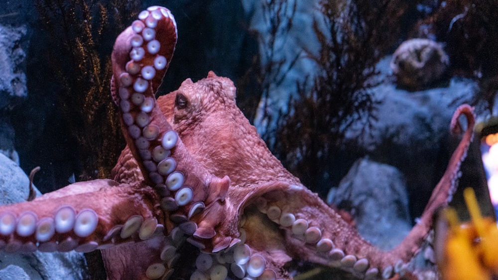 brown octopus