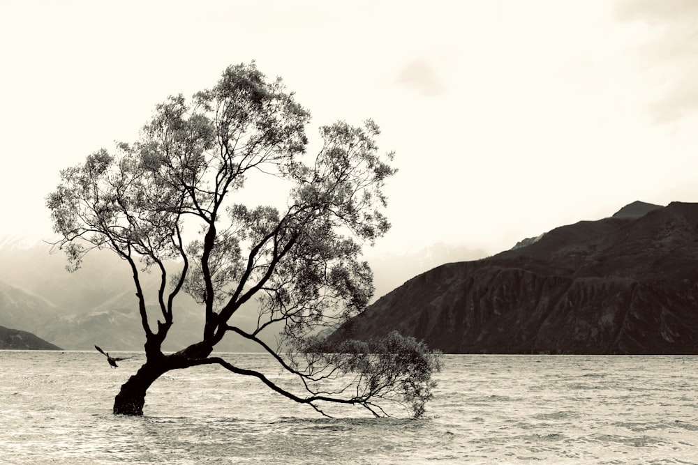 green trees on body of water during daytime